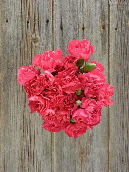 PIGEON  HOT PINK MINI CARNATIONS